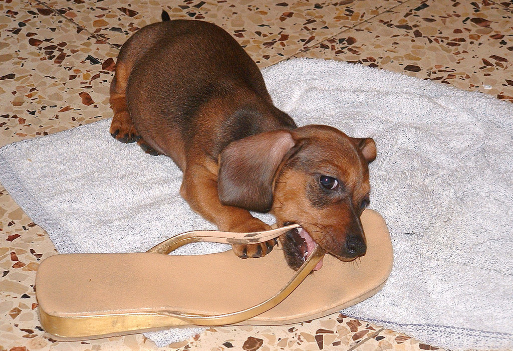un cucciolo di cane che mordicchia una scarpa in casa